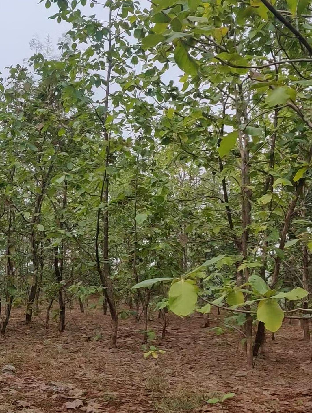 Mohgaon 25 acre agricultural land